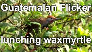 preview picture of video 'Guatemalan Flicker'