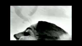 Blonde Redhead_Magic Mountain