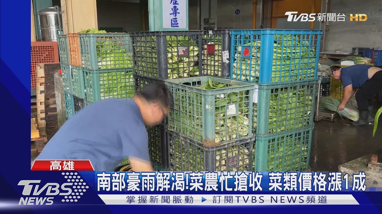 南部豪雨解渴!菜農忙搶收 菜類價格漲1成
