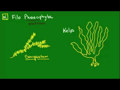 Feofíceas ou algas pardas - Diversidade dos Seres Vivos - Biologia