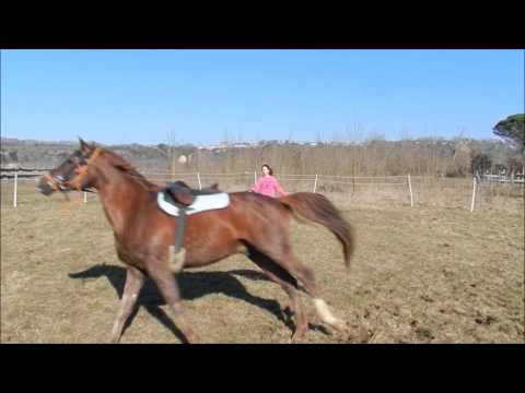 ~mon cheval et moi nos débuts