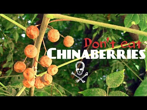 Trying Poisonous Chinaberries - Weird Fruit Explorer Ep. 239