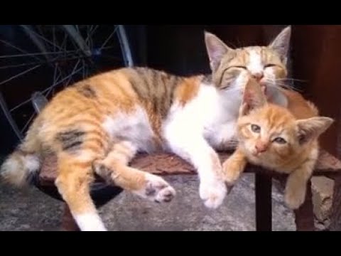 Mi & Tanu: Mi is Helping Out