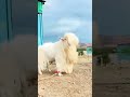 Mandi Me Jao Ga Bakra Laonga