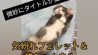 猫飼育歴たったの3ヶ月でもう里親になるのは無謀？