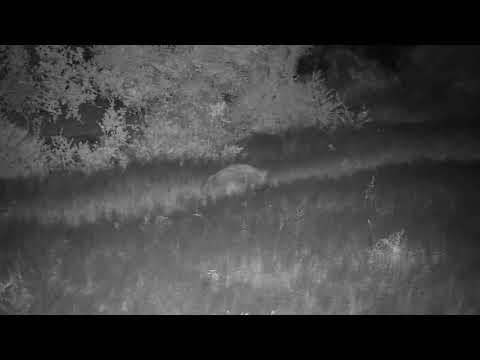 Djuma: Lone Hyena - 20:56 - 12/08/20