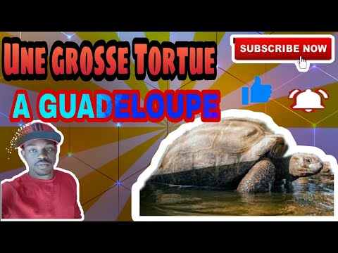 UNE GROSSE TORTUE À RETROUVER SUR LA PLAGE DE LA PERLE À GUADELOUPE