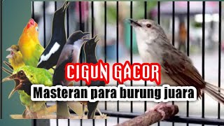 Download lagu MASTERAN CIBLEK GUNUNG FULL BREN UNTUK PARA BURUNG JUARA mp3 Download lagu MASTERAN CIBLEK GUNUNG FULL BREN UNTUK PARA BURUNG JUARA mp3