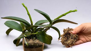 Ich verwende diese magische Methode und die Orchidee lässt viele Wurzeln und Blütenstiele wachsen