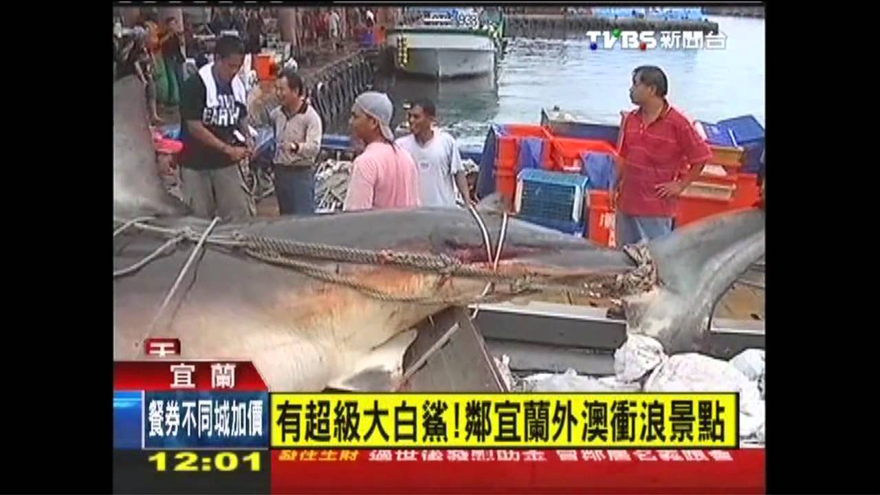 恐怖大白鯊！現身衝浪景點　漁民纏鬥