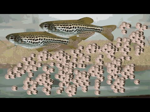 Breeding  Danio leopard«1 pair to 100+ fry» Aquarium Fish breeding Project