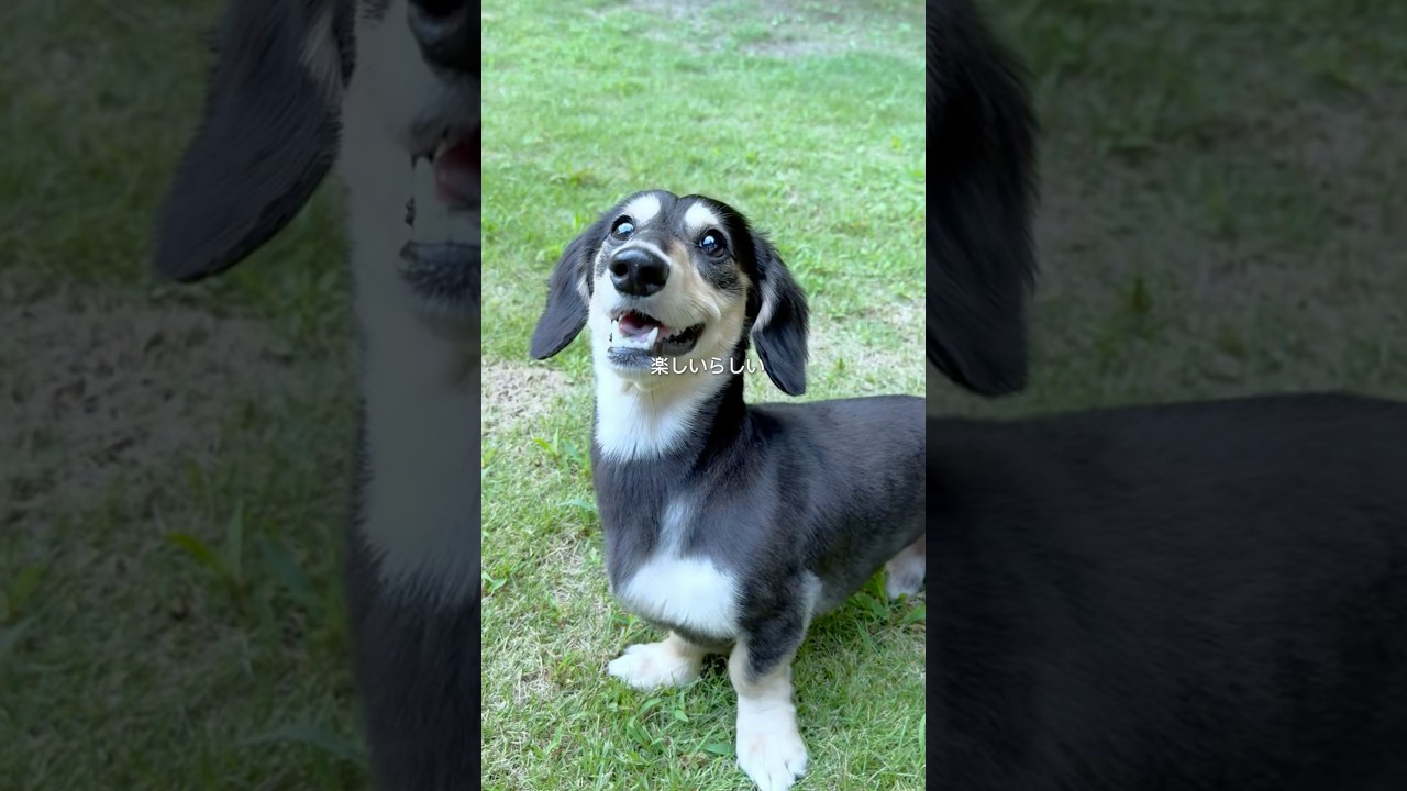 阿智村でグランピングしてきました #mokki_glamping #阿智村 #グランピング #PR