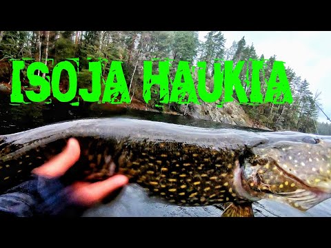 ISOJA HAUKIA KEVYILLÄ VÄLINEILLÄ | SYKSY KALASTUS