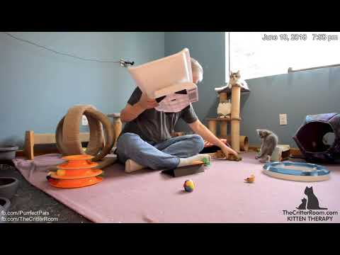 Guardian Kittens - Weigh In 2018-06-10