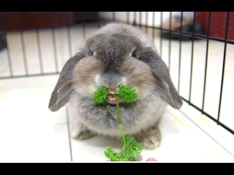 Funny animal videos - A Rabbit Funny Show 