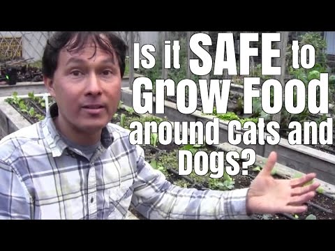 Is it Safe to Grow Food Around Cats and Dogs? & More Garden Q&A