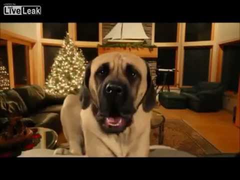 Dogs singing Happy Xmas  woooff!!.2012