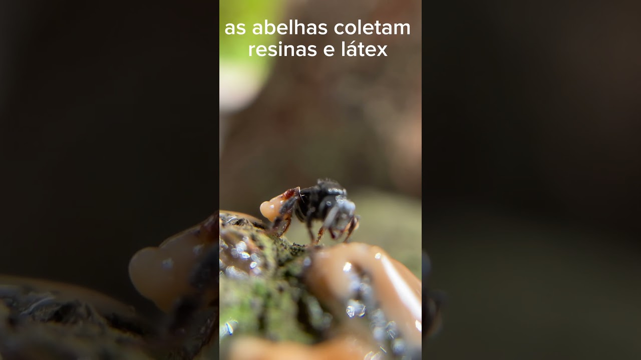 Irapuã (abelha sem ferrão) #abelhas #abelha #biology #shorts #shortvideo #short #shortsvideo #bio