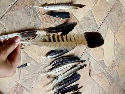 Pena de urubu de gavião carcará e sariema