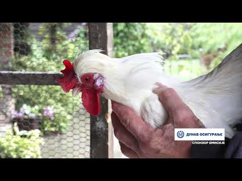 Naša priča ep. 528 16.10.2025. Svetlana i Dragan Cvetković, Petrovac, stočarstvo, seoski turizam