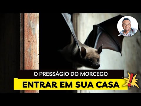 The omen of a bat entering your house 🏠 🦇