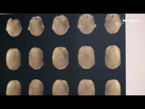 AWETA | Kiwi sorting Midstar with Powervision