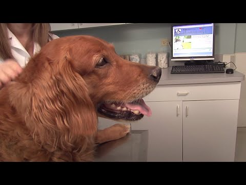 What Vaccines do Dogs and Cats Need - YouTube
