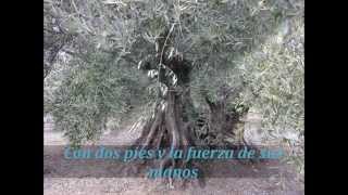 preview picture of video 'Olivos Centenarios en Valdepeñas de Jaén'
