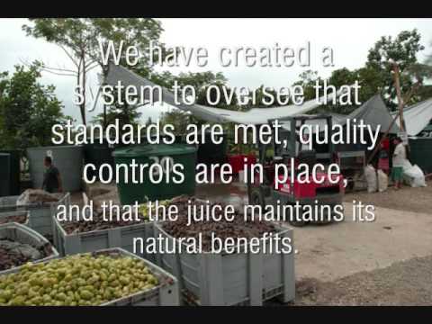 How Noni Juice is made