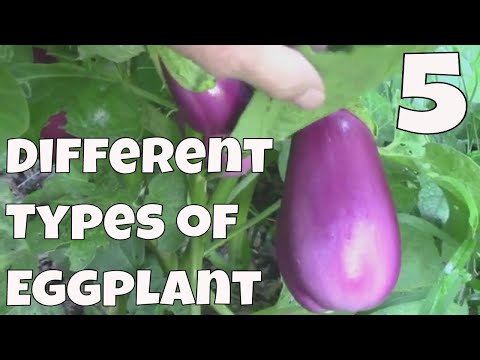 Harvesting Mitoyo Rosita Ping Tung and Little Fingers Eggplants