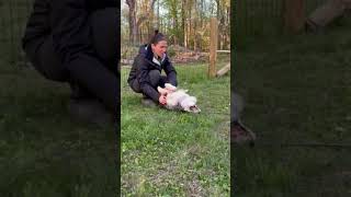 Video preview image #1 Australian Shepherd-Unknown Mix Puppy For Sale in Yardley, PA, USA