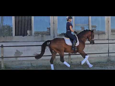 Reitponyhengst v. D Power AT 2019*