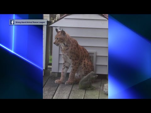 NY Long Island Suffolk County Wild Lynx On the Loose