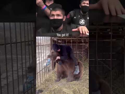 How to Wrestle Bear. Coach Khabib🐻 - #khabib #islammakachev #conormcgregor #ufc #mma #danawhite