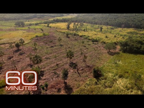 Earth currently experiencing a sixth mass extinction, according to scientists | 60 Minutes