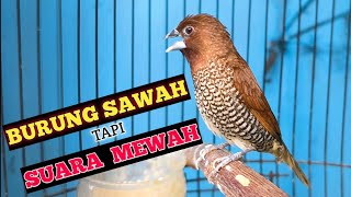 Download lagu Suara burung emprit Peking gacor - burung sawah suara mewah 052 mp3