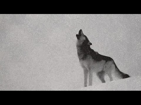 Projekt203 - Vlčia svorka