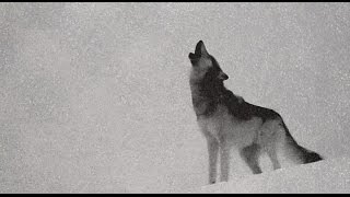 Video Projekt203 - Vlčia svorka