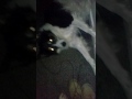 Whos That Dog Sitting On The Wall