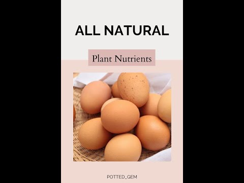 Using Egg Shells as a Natural Plant Fertilizer