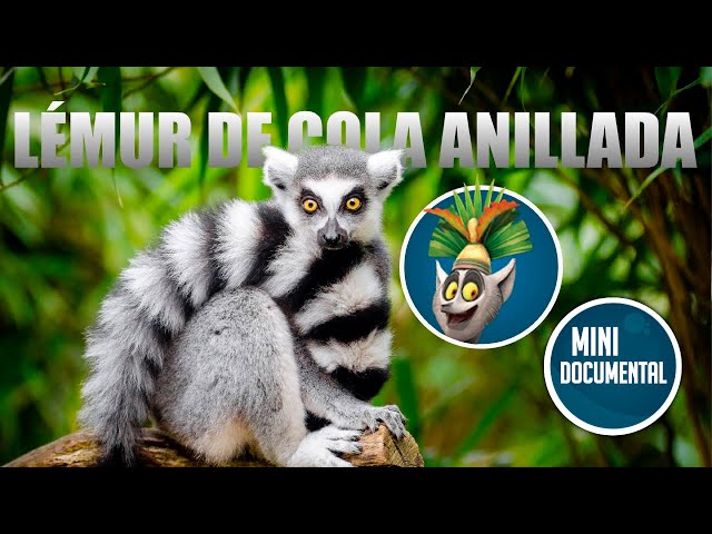 Vídeo relacionado con Schleich- Figura de Lémur de Cola anillada, Colección Wild Life, 7.6 cm (14827)