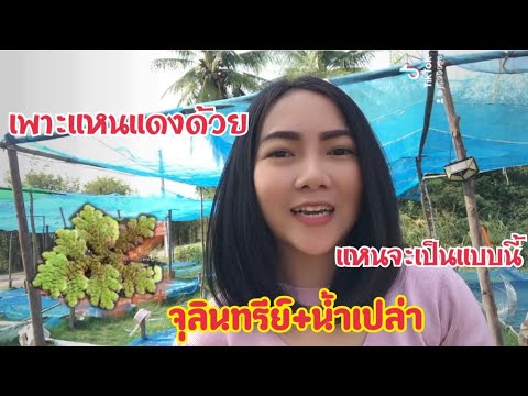 ใช้แค่น้ำจุลินทรีย์สังเคราะห์แสงแหนจะเป็นยังไงแหนจะเป็นสีอะไร#จุลินทรีย์สังเคราะห์แสง#วิธีเพาะแหนแดง