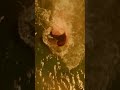 Dimple Kapadia Curvy Swimsuit Vertical Scene From Saagar