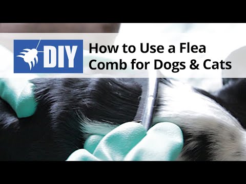  How to use a Flea Comb for Dogs and Cats Video 