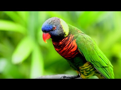 download lagu mp3 mp4 The Brevard, download lagu The Brevard gratis, unduh video klip The Brevard