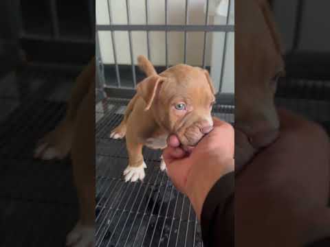 Another gorgeous puppy going out to his new home. Haters gonna say he’s fake ha #devilsdenbullies