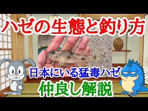 ハゼ科について詳しく解説