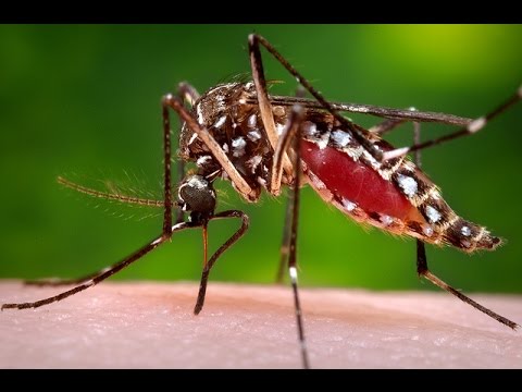 Keep mosquitoes away with this 1 weird trick! Video