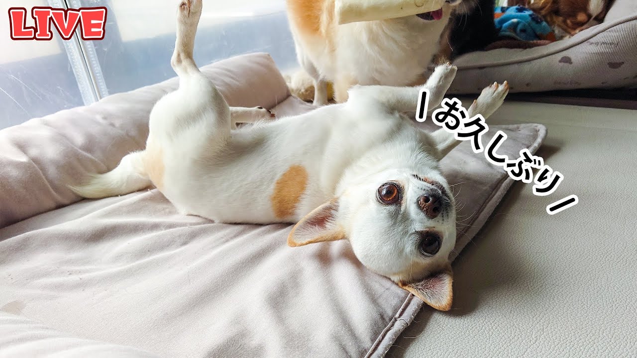 【Live】4月だねぇ～久しぶりの木曜・定時配信【ブリーダー】