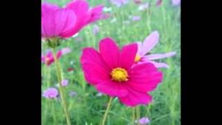 『distant  echo』　Ryuichi Sakamoto　～Cover～